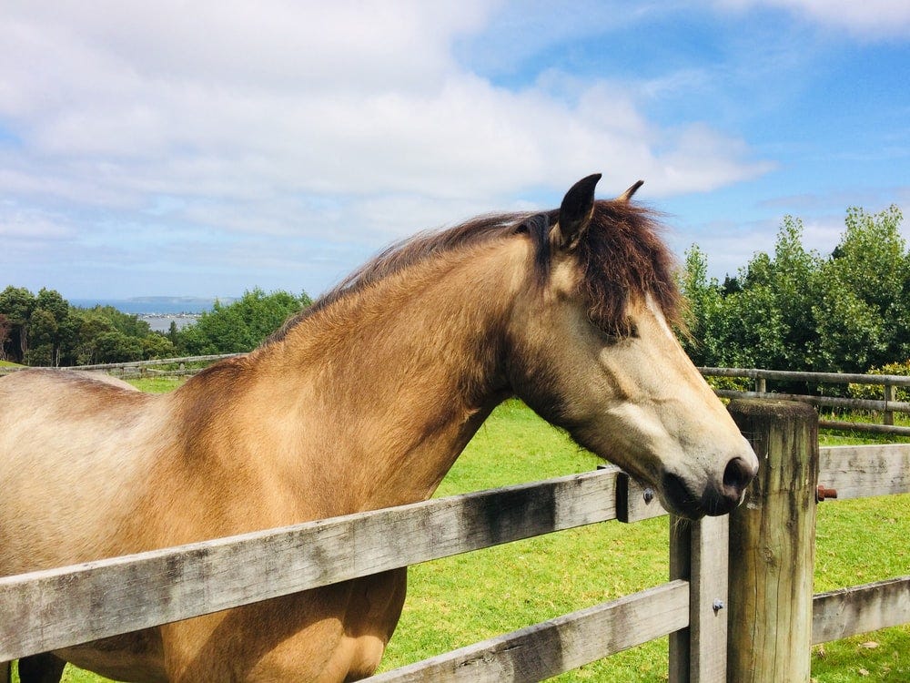 10 Tips for Backyard Horse Ownership by Claudia Stack California