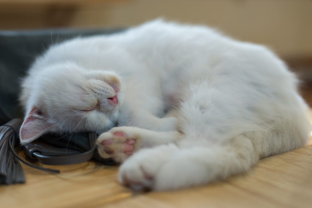 The healing power of your cat’s purr by Feliway Chilled Cat Medium