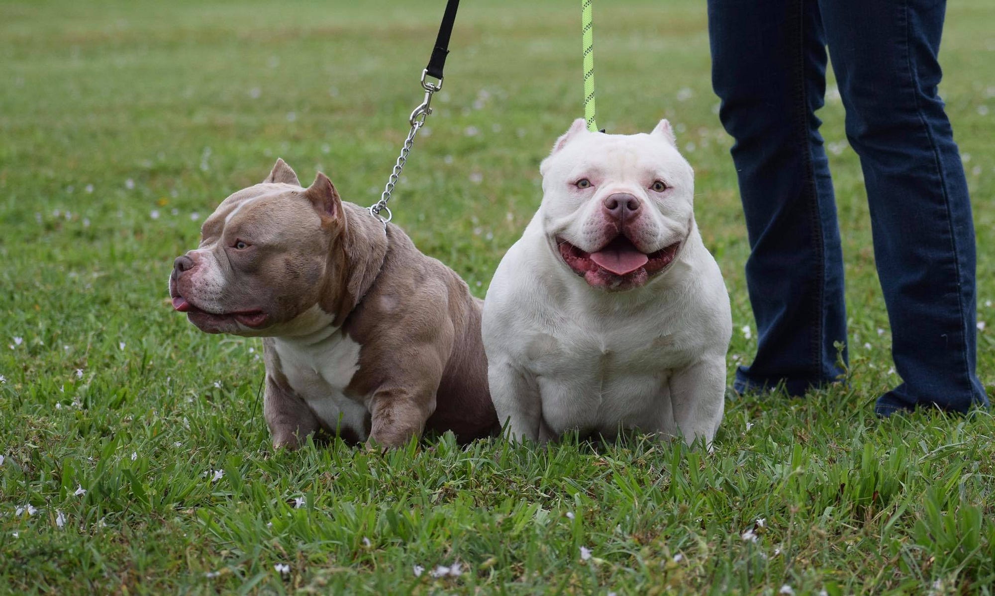 HOW AMERICAN BULLY STUD SERVICE (SHOULD) WORK BULLY KING