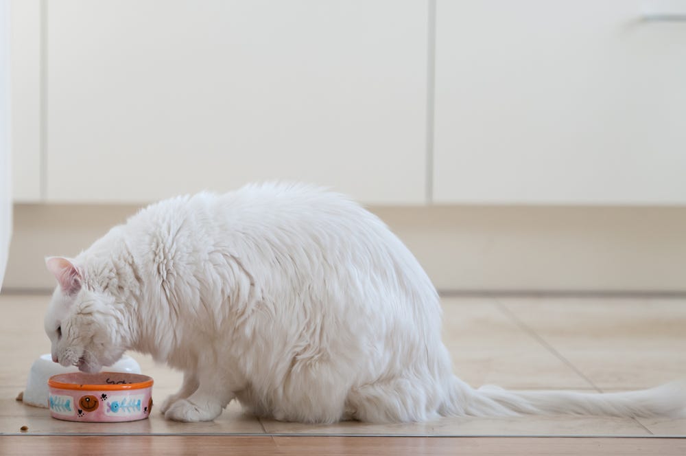 How to care for an older cat. It’s not always easy detecting the… by