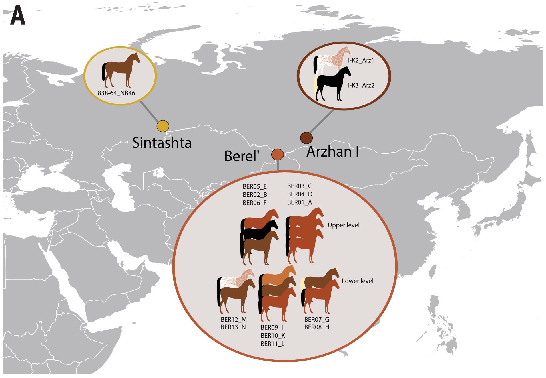Genomes of modern horses reveal domestication secrets of ancient people