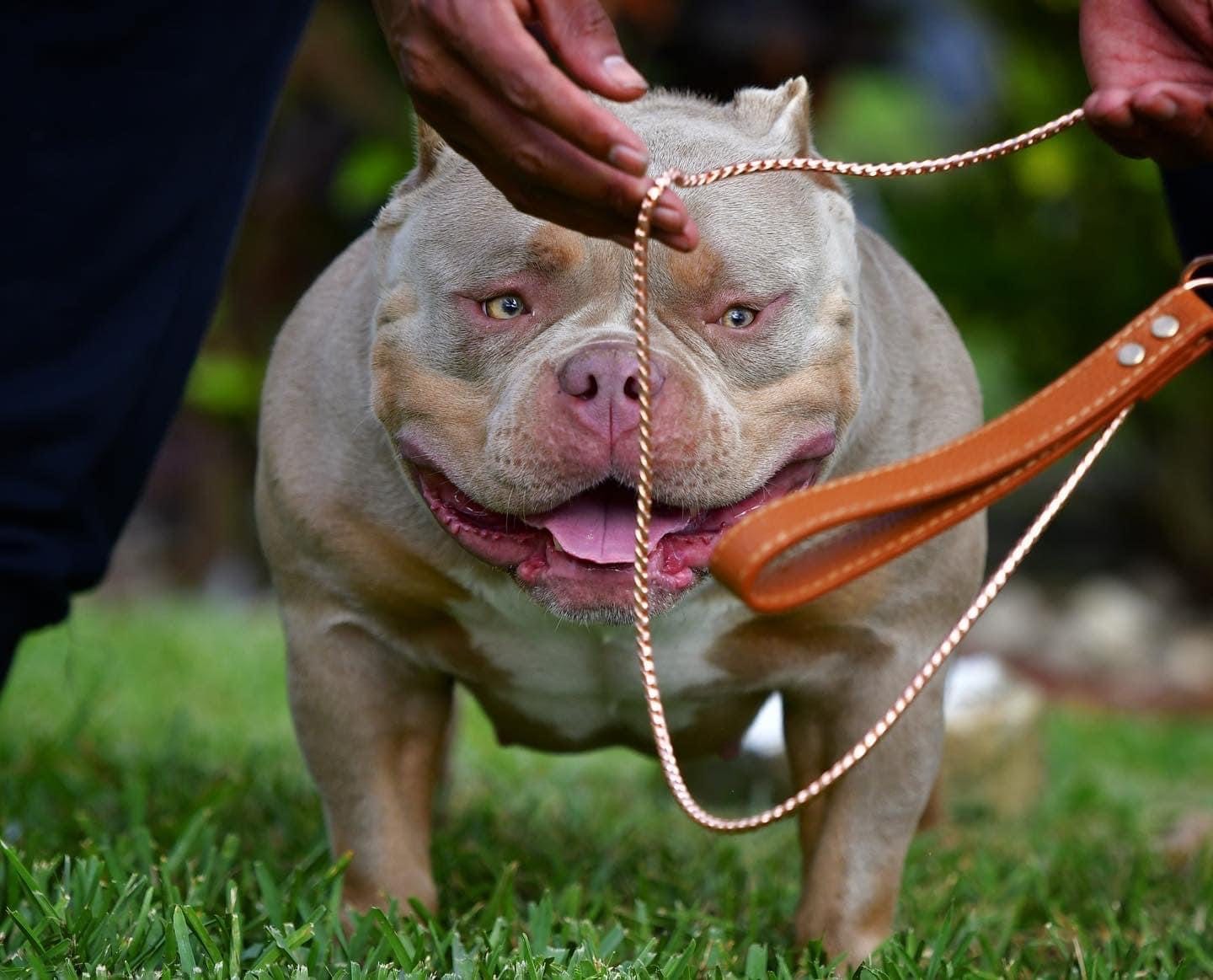 The 1 Bully Bloodline The Extreme Pocket American Bully Venomline