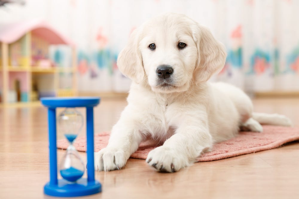 What happens to your dog when you leave them alone by