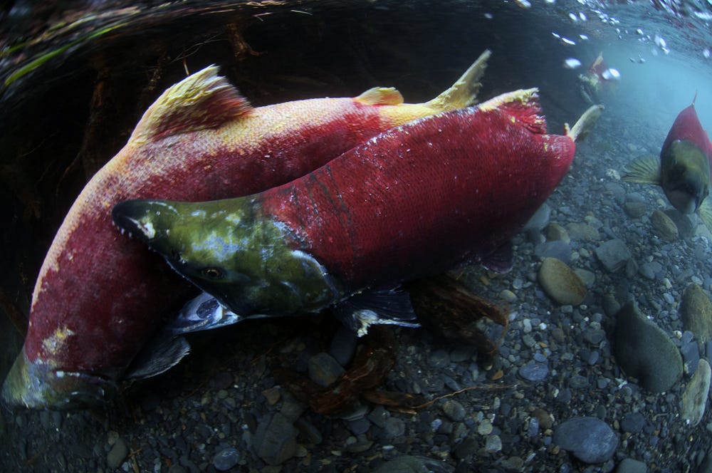 Life After Death Your Ultimate Guide to Zombie Salmon by U.S.Fish&Wildlife Alaska Updates
