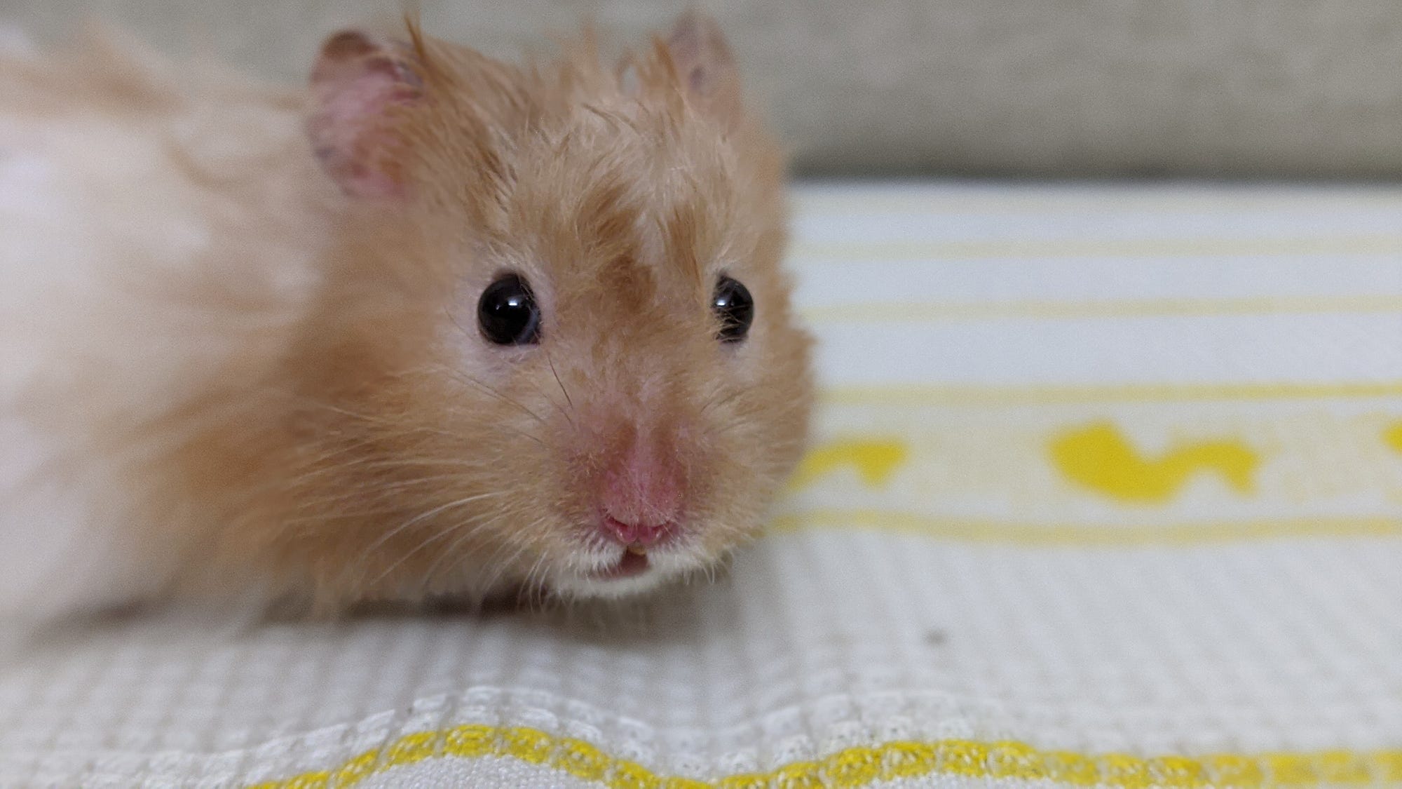 Hamster Tales — They Eat Their Own Poop! by Anu Anniah Creatures