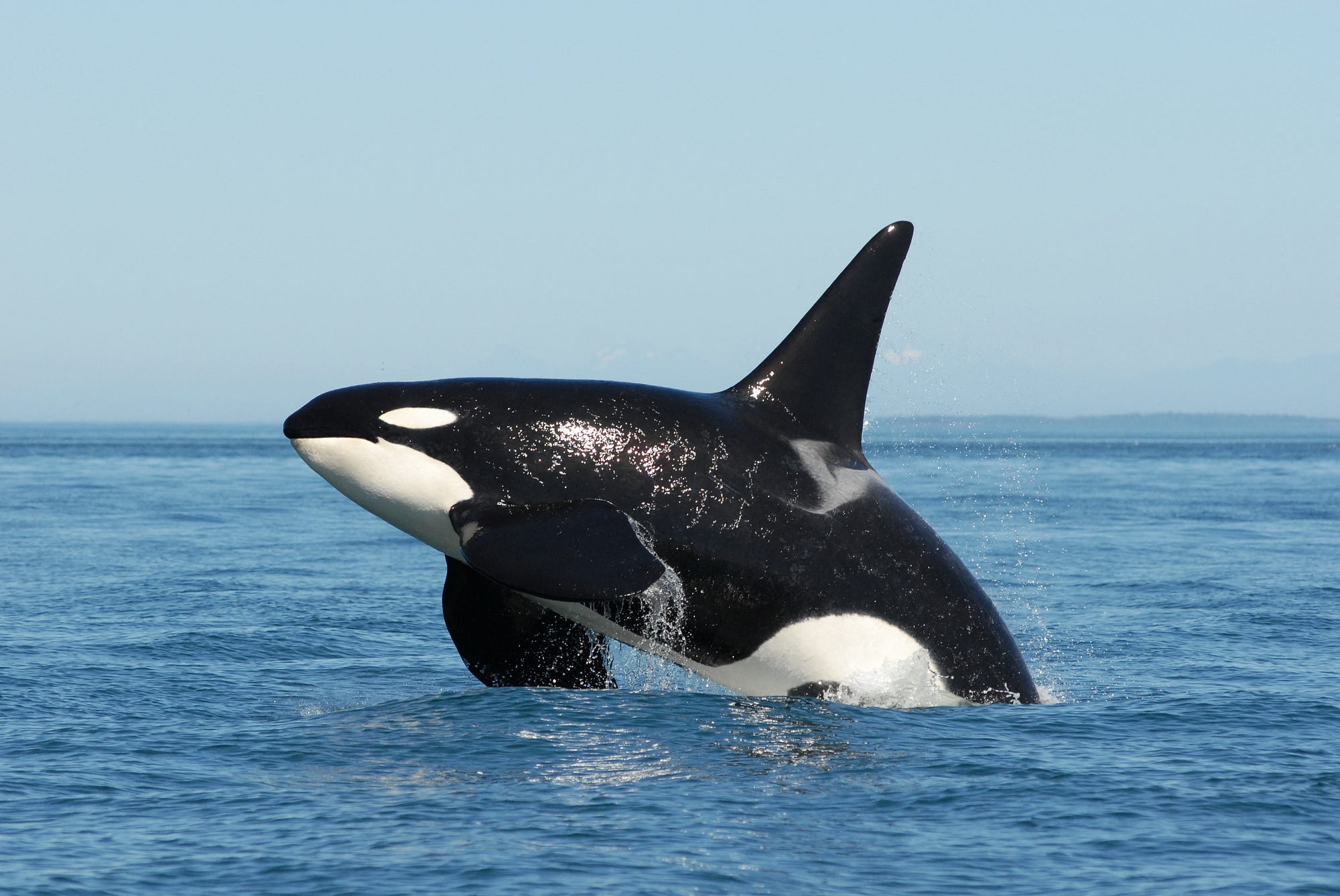 Orcas in a Tight Spot. Southern Resident orcas in the Salish… by