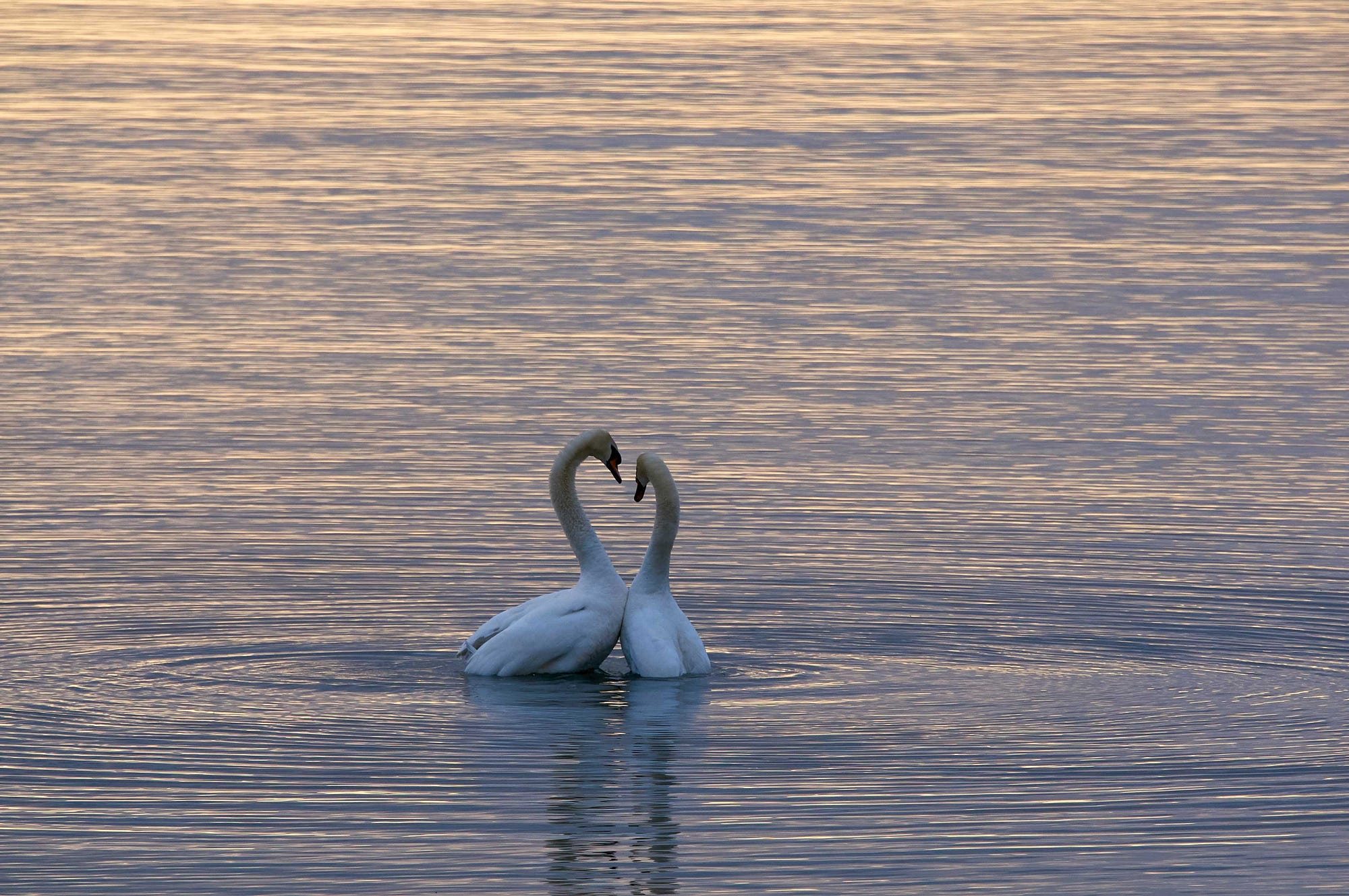 To Love or Be Loved?. Why I’d rather be loved | by Jacqueline A | Medium