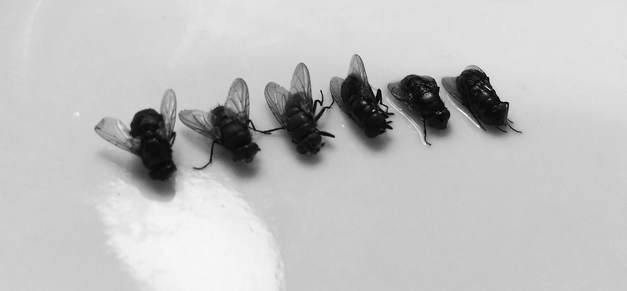 The Most Ingenious (and Enjoyable) Way to Kill a Housefly by Dave