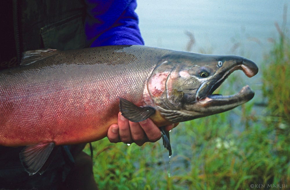 What the Coho Said. Coaxing Alaska silver salmon to strike… by Ken