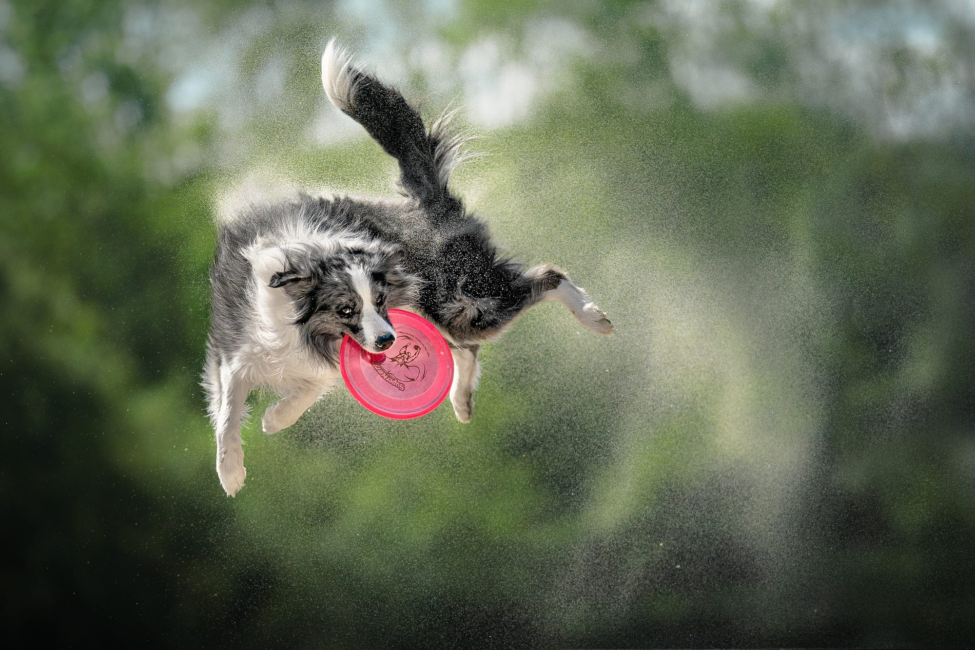 Just 19 Photos of Dogs Majestically Catching Frisbees by Jack