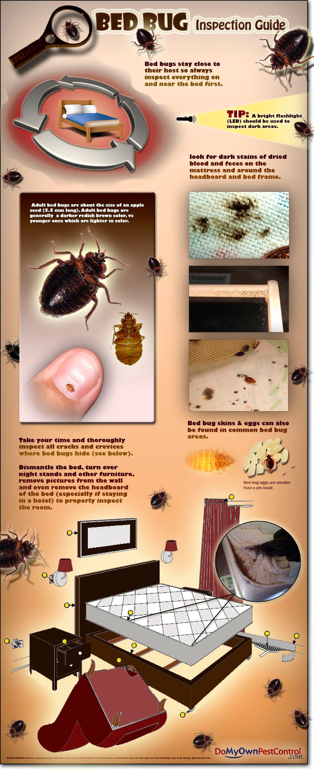 √ダウンロード how do i know if i have bed bugs in my house 209256How do i