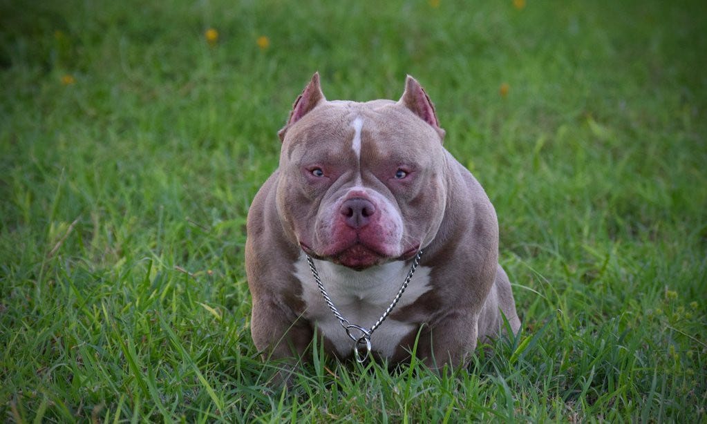 HOW TO A SUCCESSFUL AMERICAN BULLY BREEDER PART I