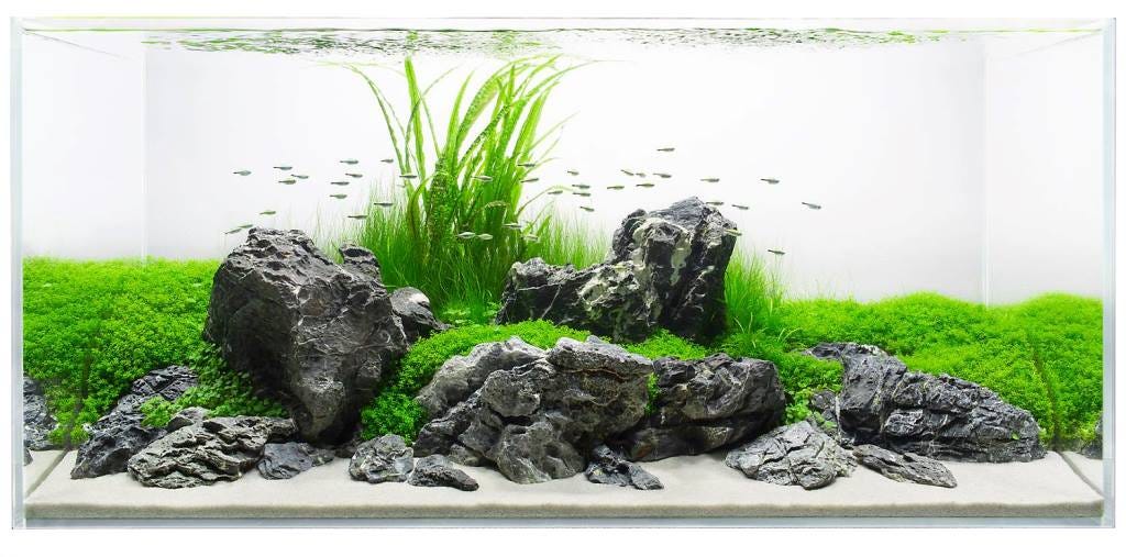 Can I use stones and driftwood in My Planted Aquascape? by Planted