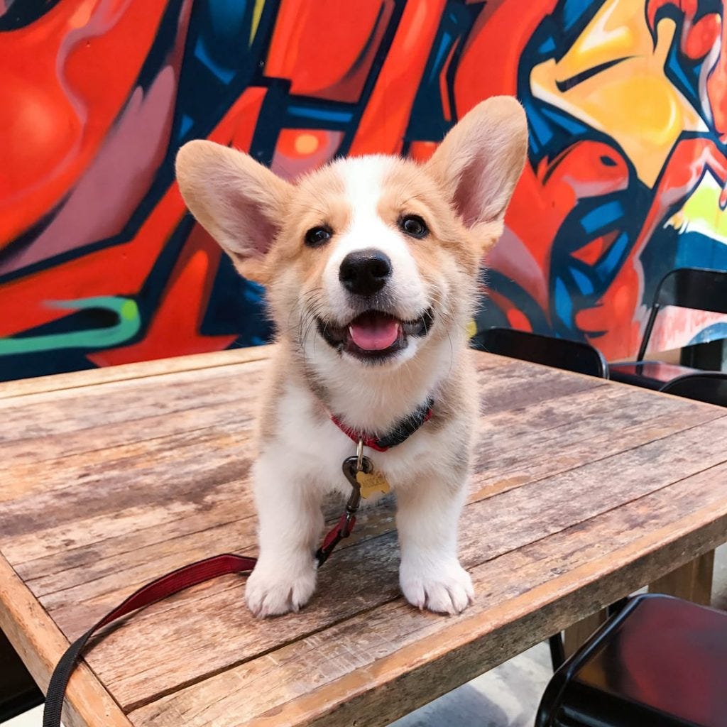 Review Of Colorado Corgi Puppies References