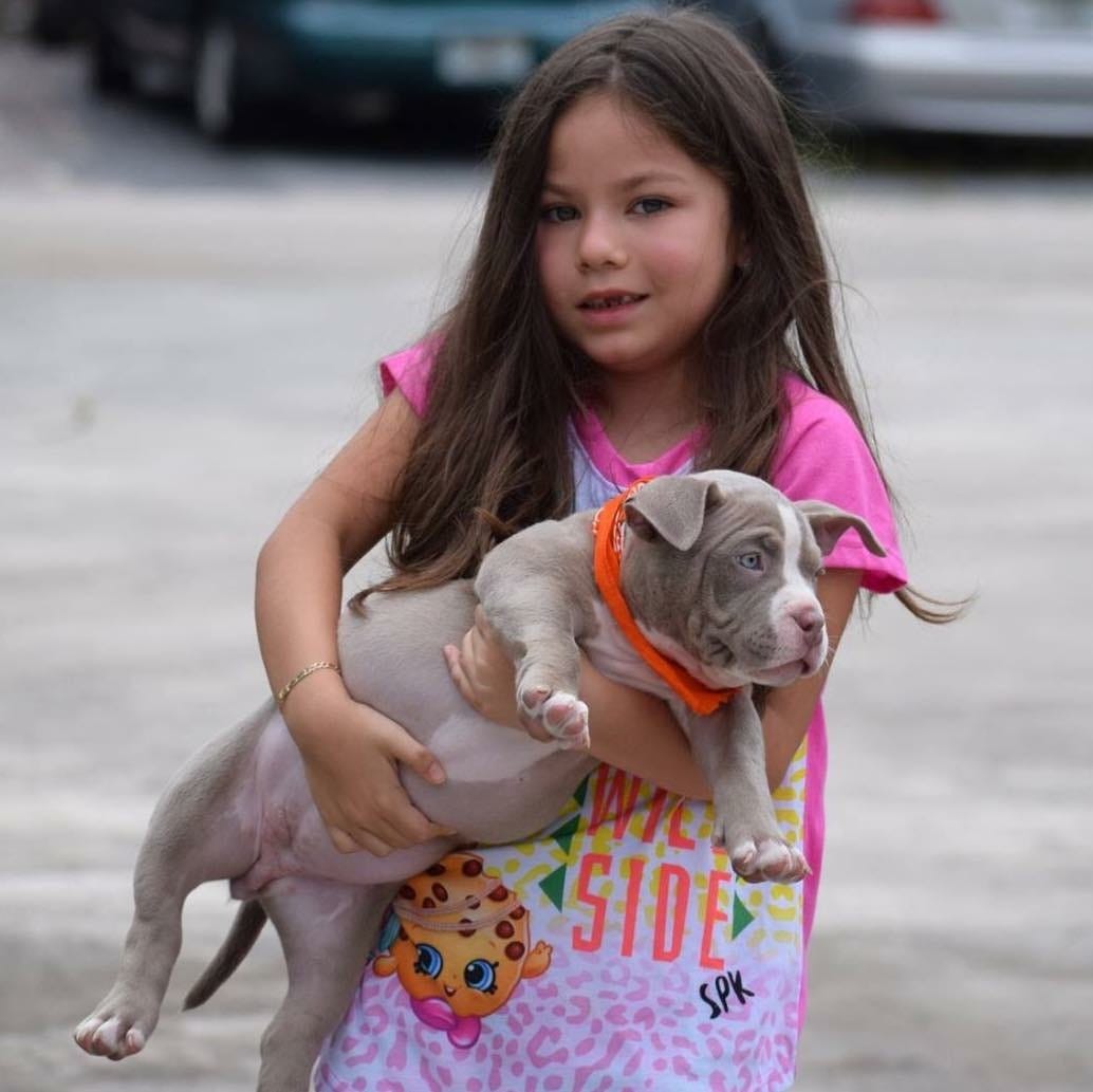 TOP POCKET AMERICAN BULLY BREEDERS BULLY KING Magazine Medium