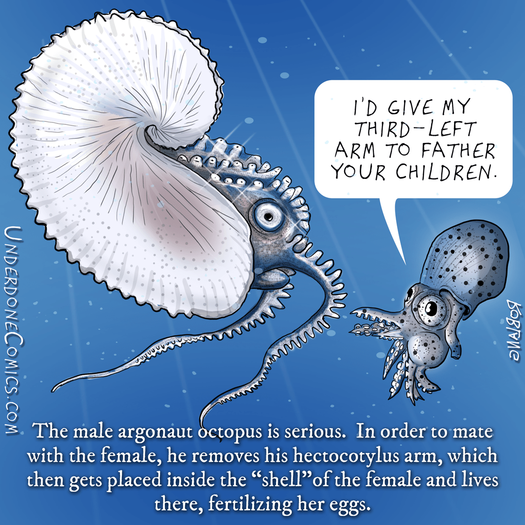 The Love Lives of Octopuses. About a quarter of a century ago, a… by