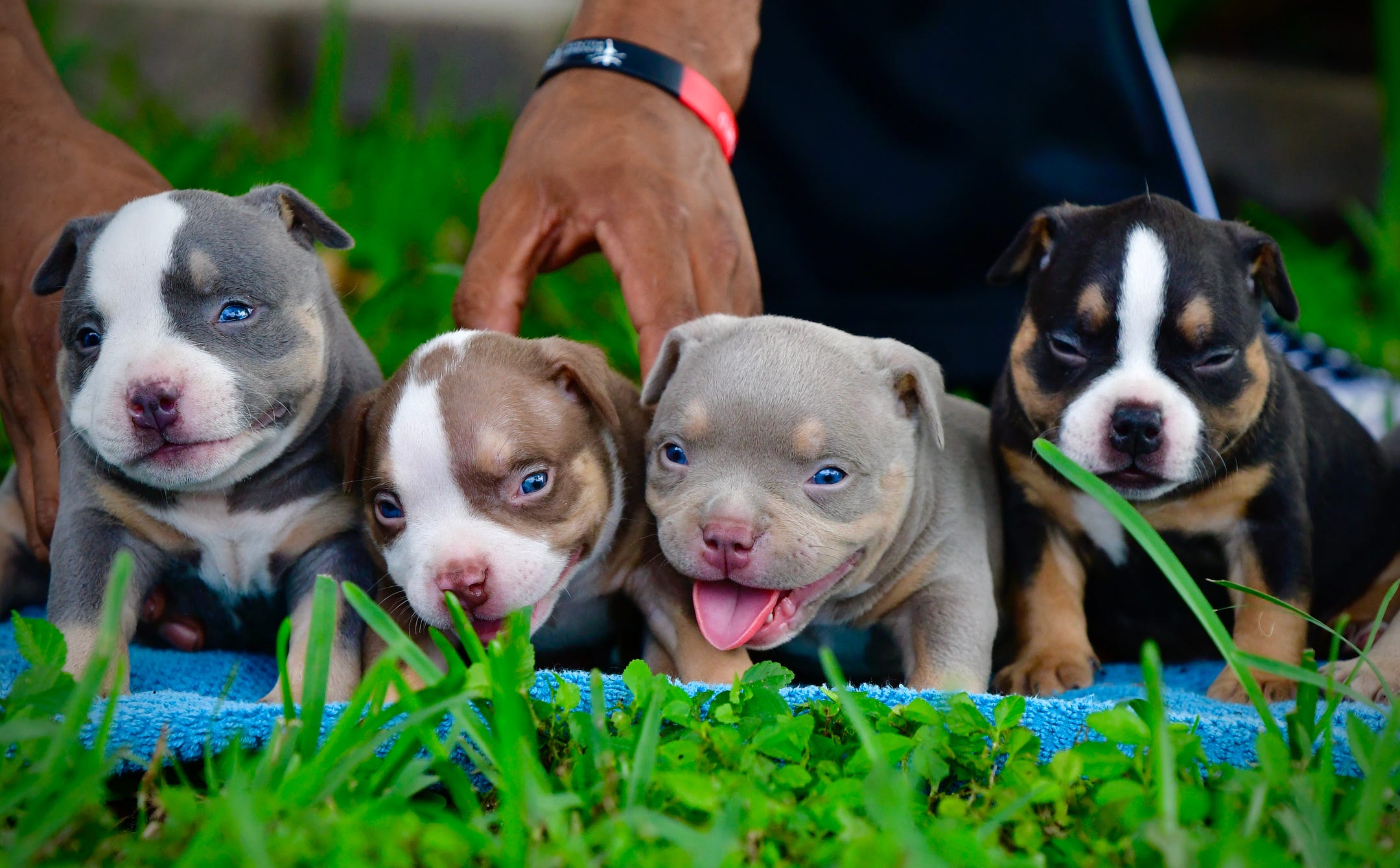 THE INCREDIBLE COLORS OF THE AMERICAN BULLY BREED Venomline