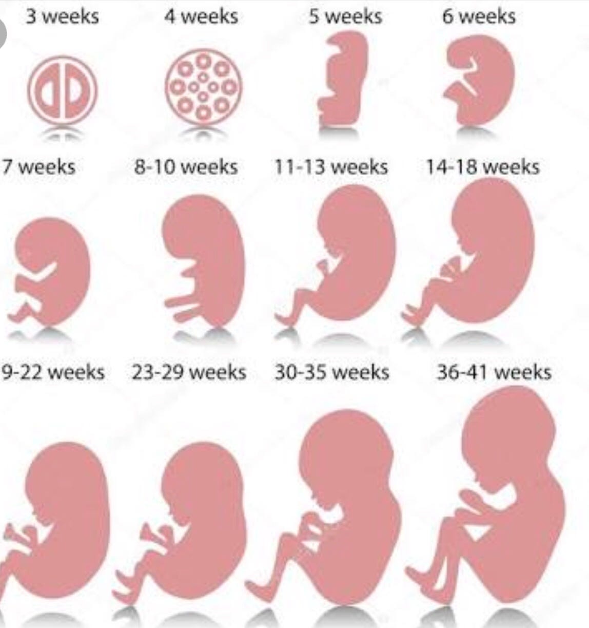 STAGES OF PREGNANCY TODAY SCIENCE Medium