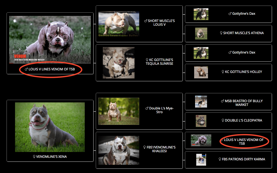 What Is Line Breeding Dogs