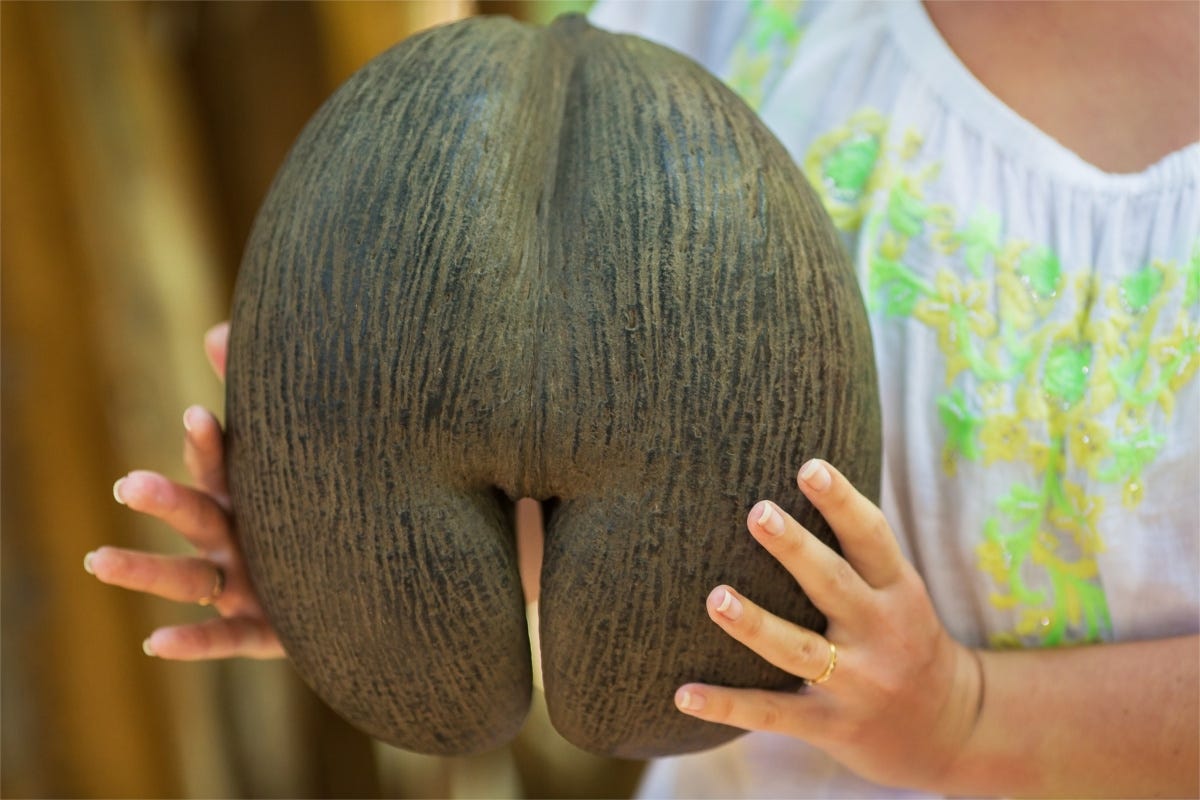 The Biggest Seeds in the World. The Coco de mer palm, native to the