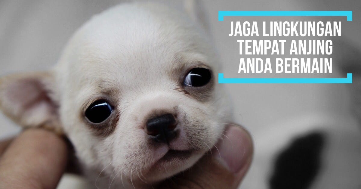 Cara Mengobati Anjing Bengek Carles Pen