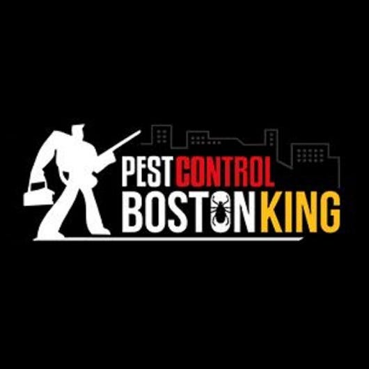 Pest Control Boston King Medium