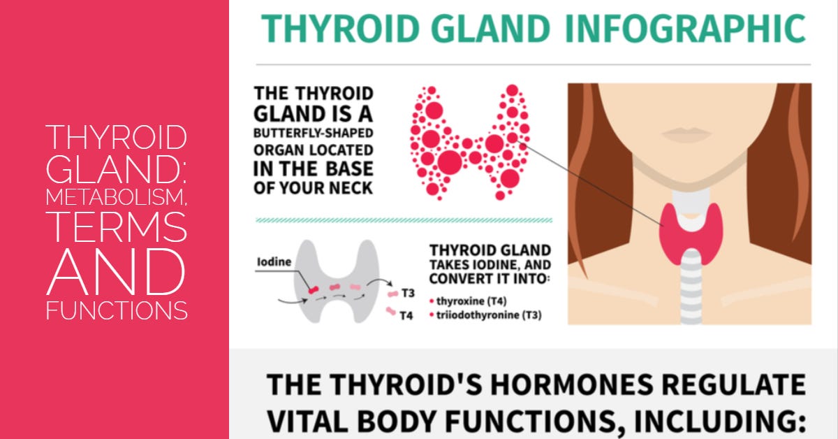 Understanding the Thyroid gland metabolism, terms and functions by