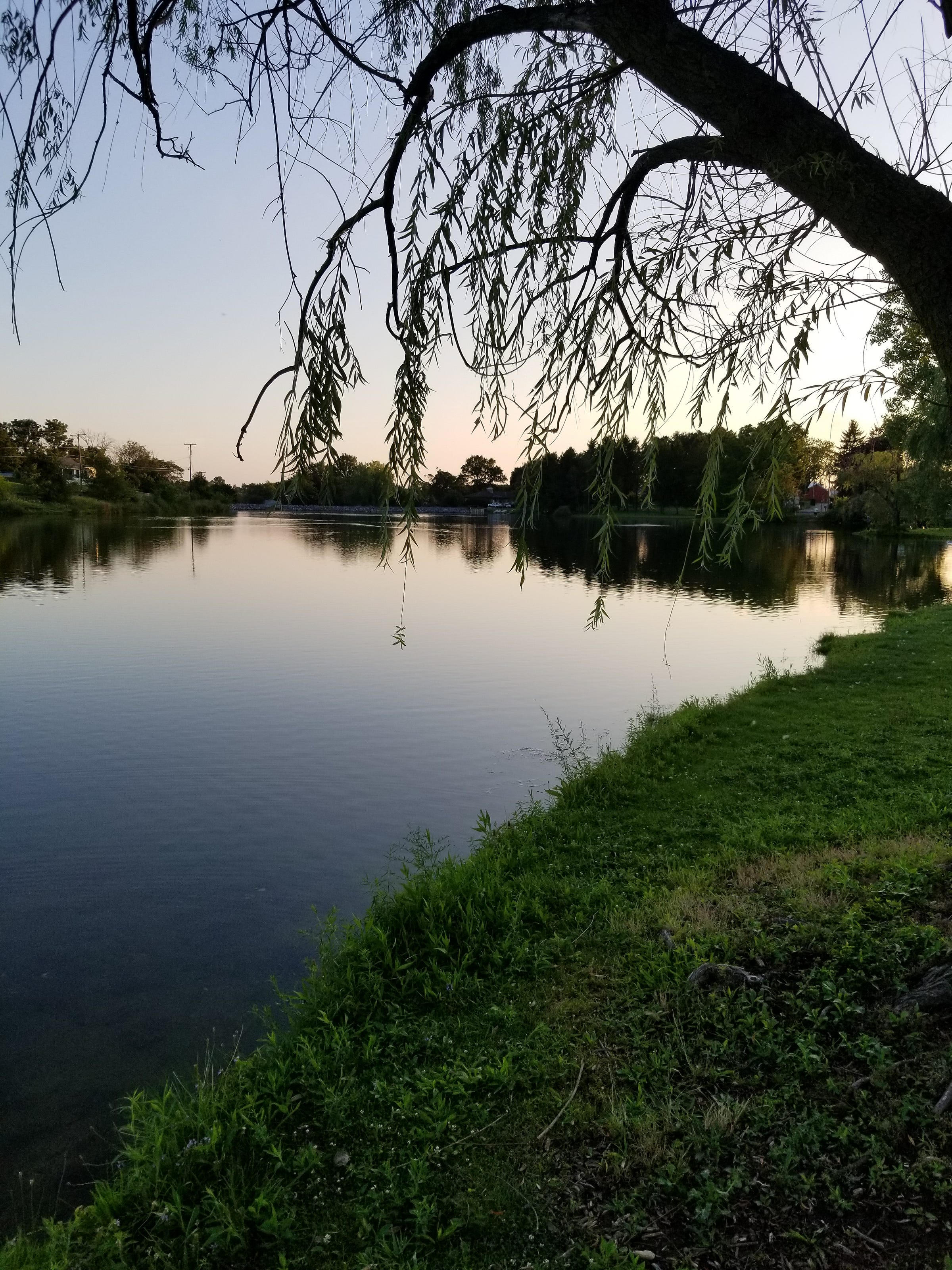 Fitzroy Lewis Medium