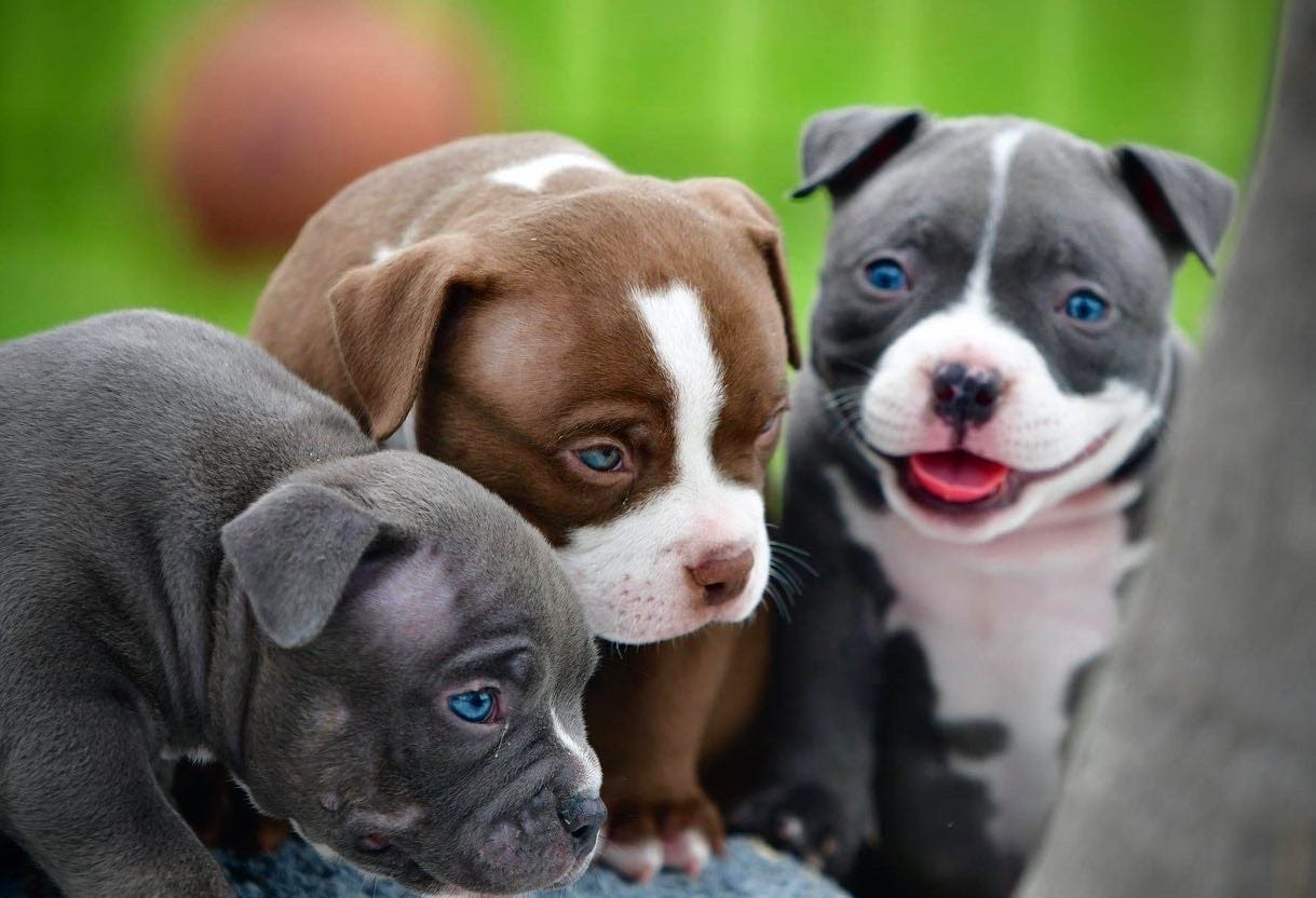 POCKET AMERICAN BULLY PUPPIES FOR SALE — VENOMLINE BLOODLINE Venomline