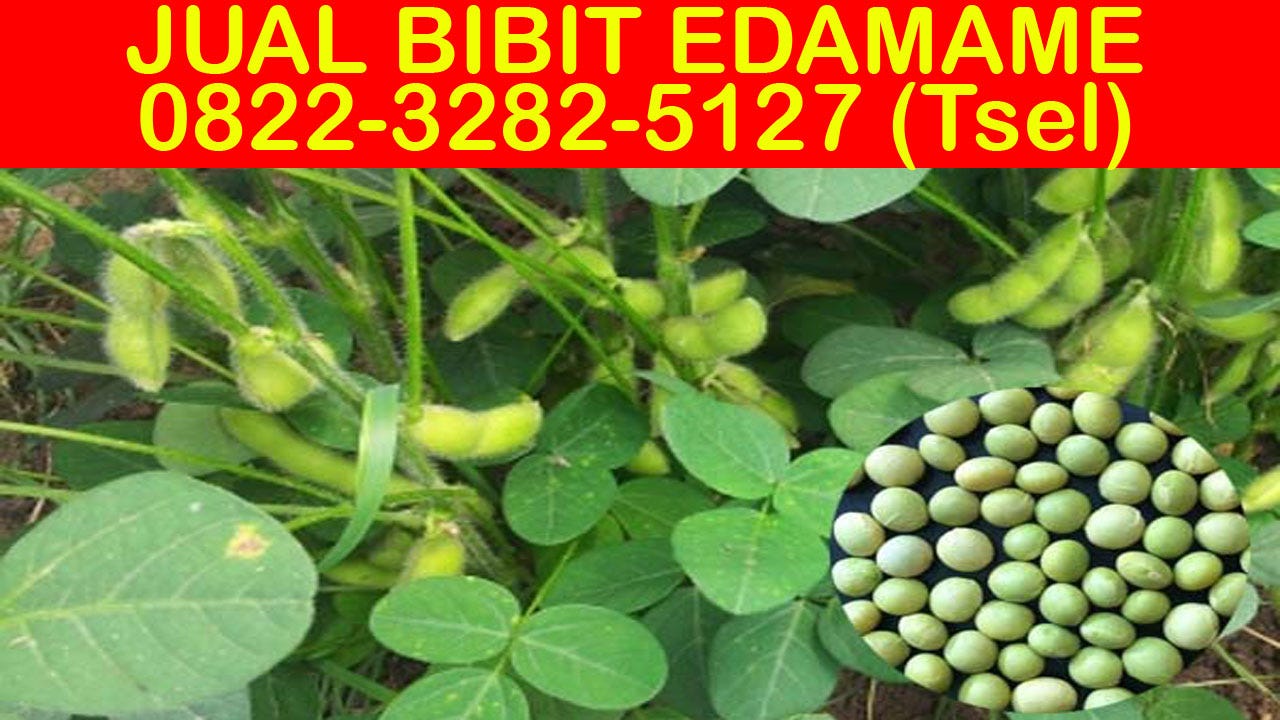 Jual Benih Edamame Jember BENIH TOKO
