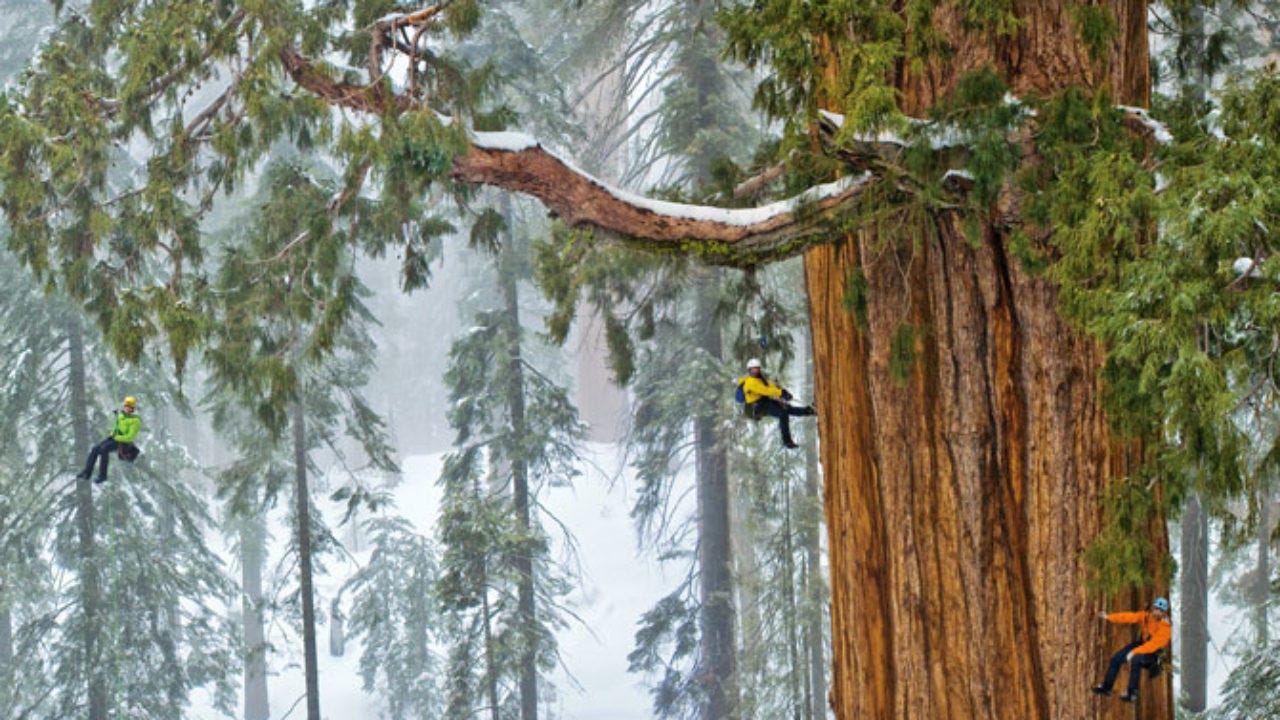 Hyperion The Tallest Tree In The World Medium