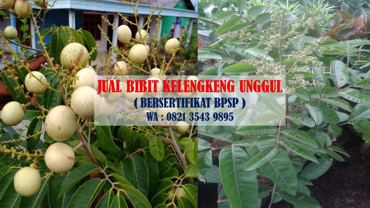 [DISTRIBUTOR] Bibit Kelengkeng Unggul Bersertifikat Banyuwangi di Jawa