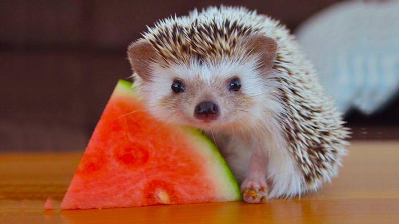 Foods hedgehogs can and can’t eat. by Hedgehog 101 Medium
