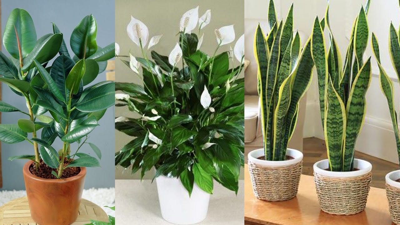 Cara Sukses Merawat Tanaman Hias Supaya Tumbuh Optimal by Lim Corp 8