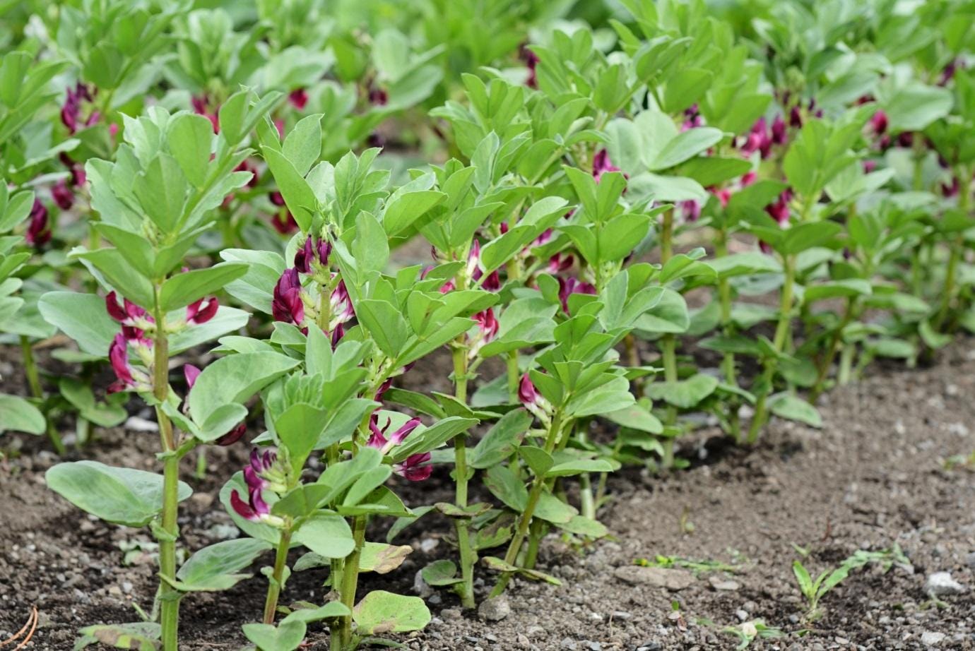 GROW Great Plants All Year Round — Winter Crops in Northern Europe