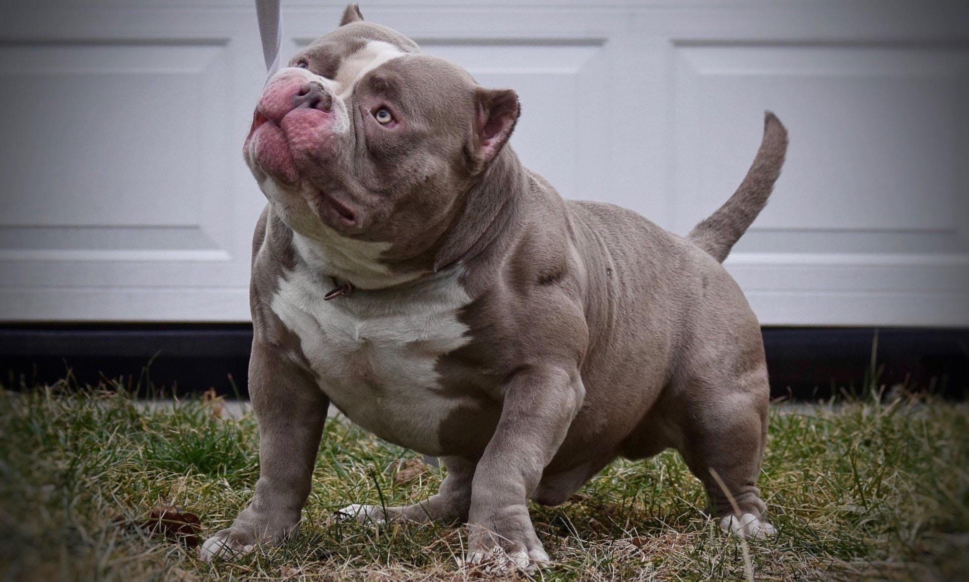 TOP AMERICAN BULLY BLOODLINE THE EXTREME POCKET BULLY’S