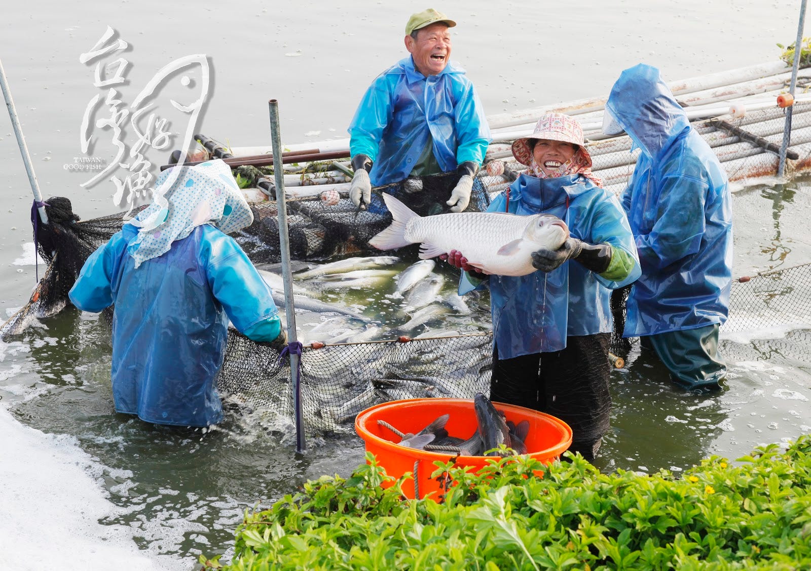 台灣好漁 友善養殖健康生機魚. 「台灣好漁」推廣生態有機的養殖模式，並幫助漁民將魚塭挖深，減少地下水抽取量，希望