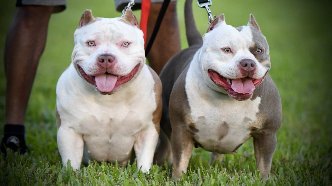 TOP AMERICAN BULLY BLOODLINE THE POCKET BULLY'S OF VENOMLINE BULLY
