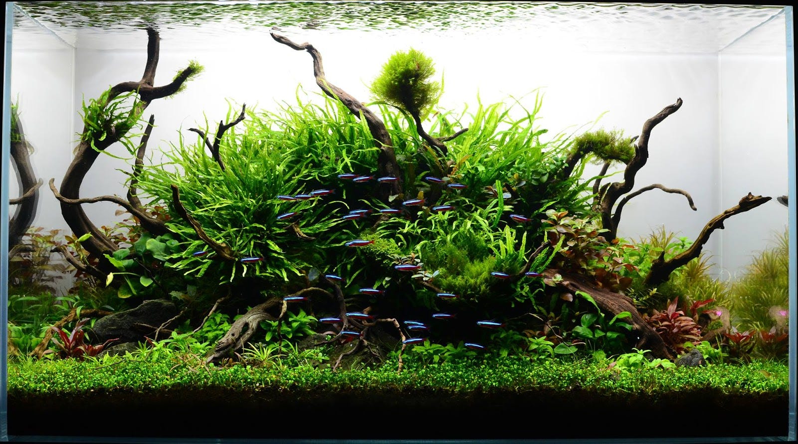 Can I use stones and driftwood in My Planted Aquascape? by Planted