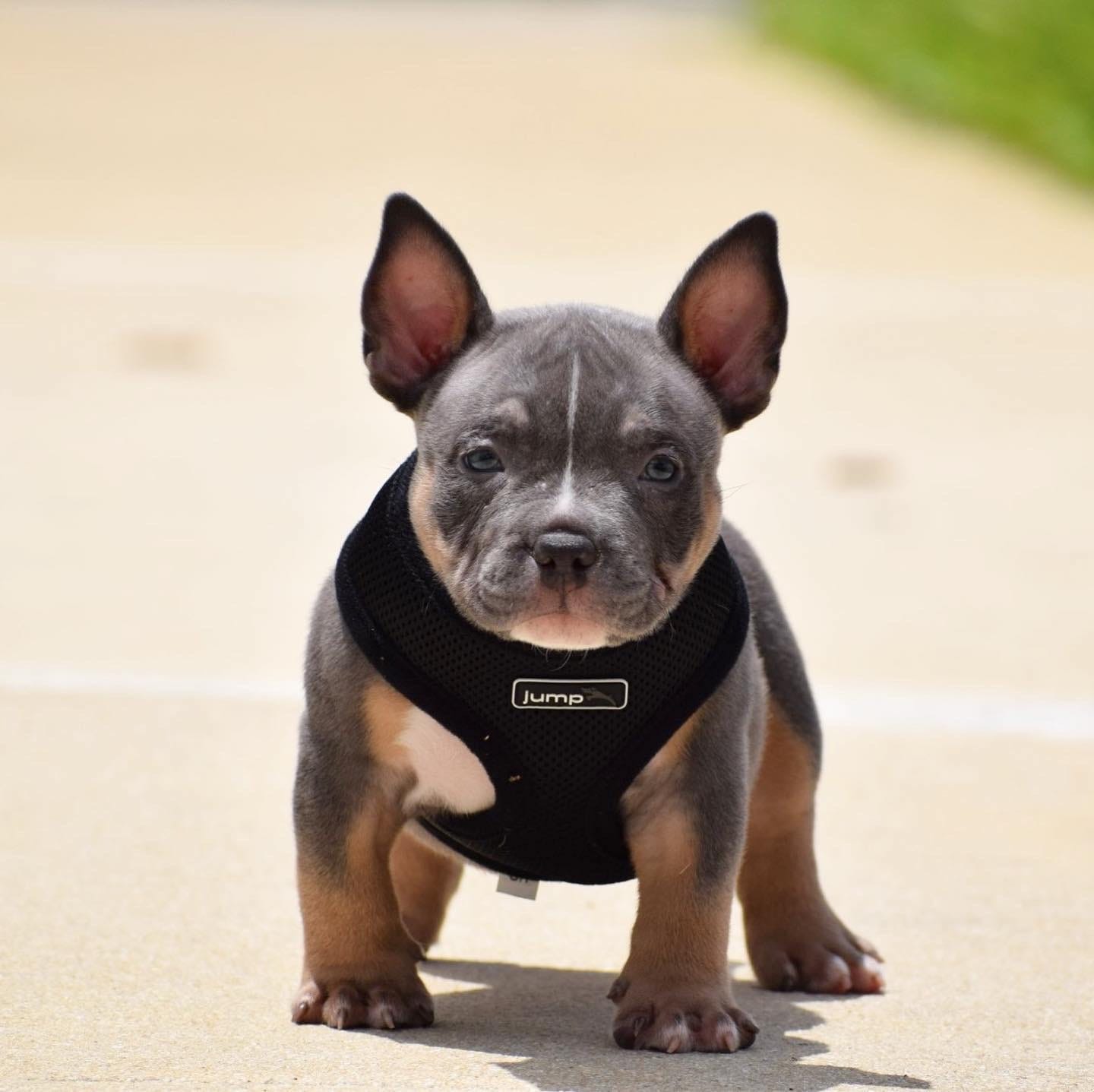 Best Extreme Pocket American Bully Puppies For Sale by BULLY KING