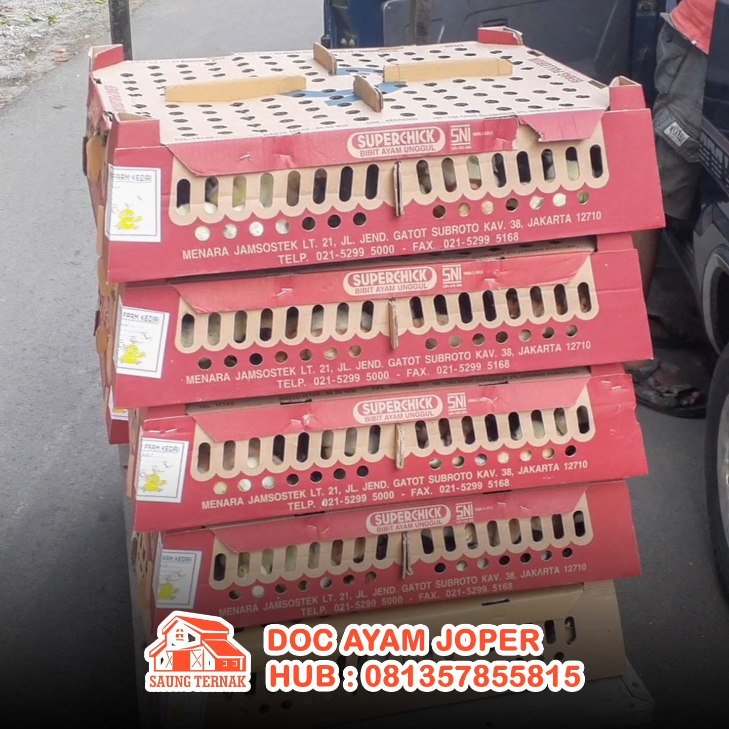 Jual DOC / Bibit Ayam Joper (Jawa Super) di Nganjuk Medium