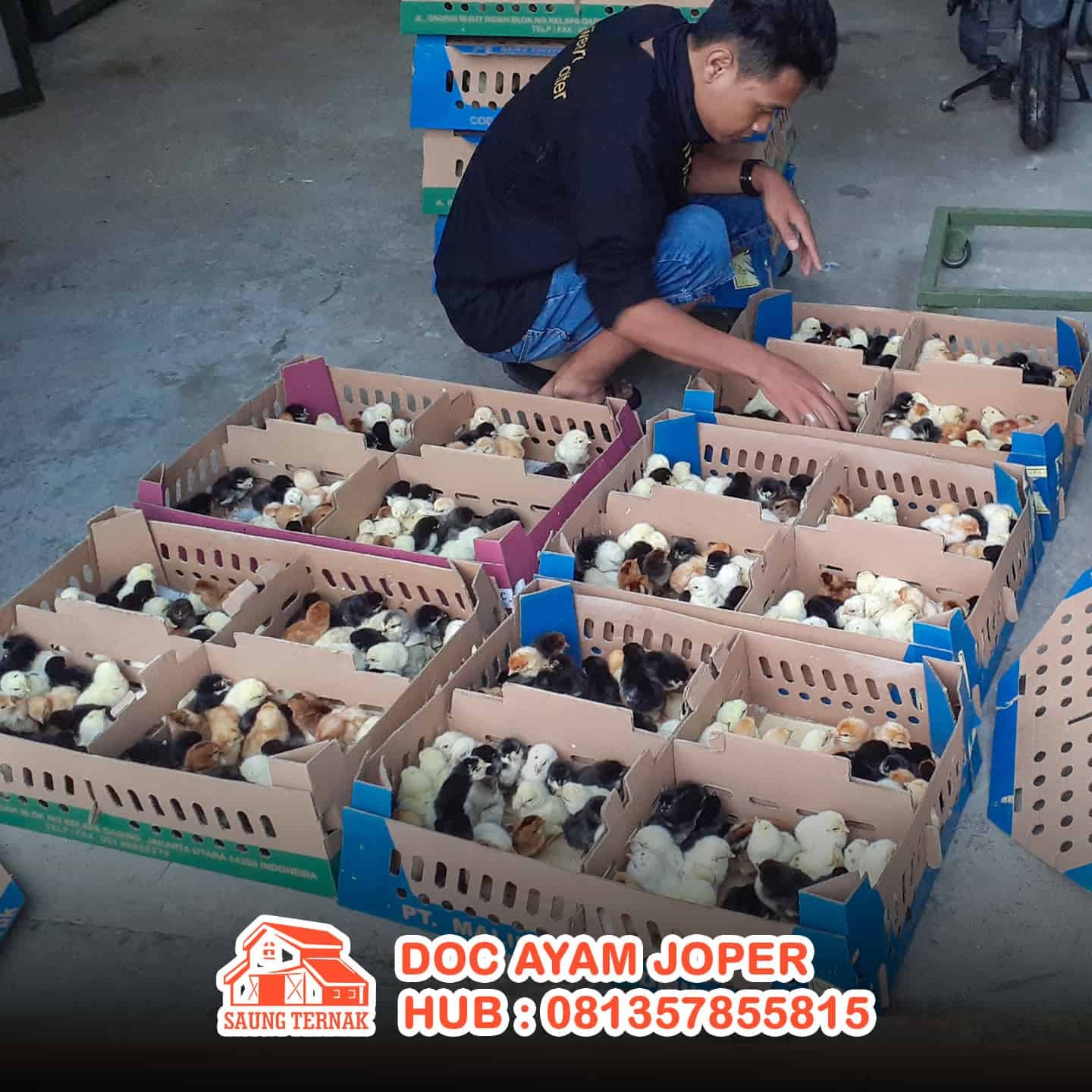 Jual DOC / Bibit Ayam Joper (Jawa Super) di Nganjuk Medium