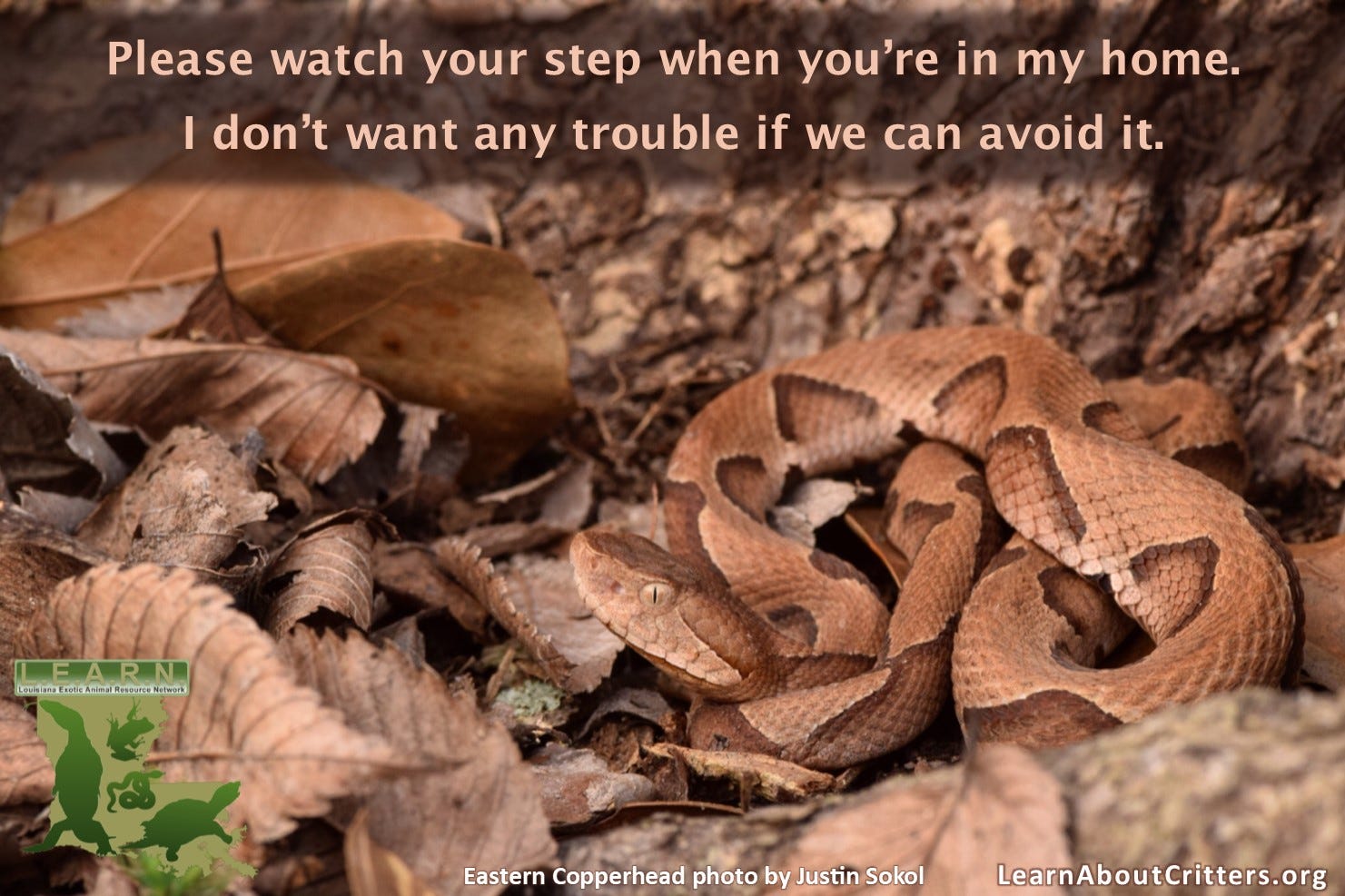 Snake FAQs for Gardeners. Snake safety advice every gardener… by