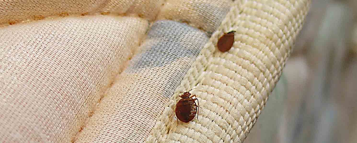 Kill Bed Bugs Fast. It is important to understand that a… by Bed Bugs