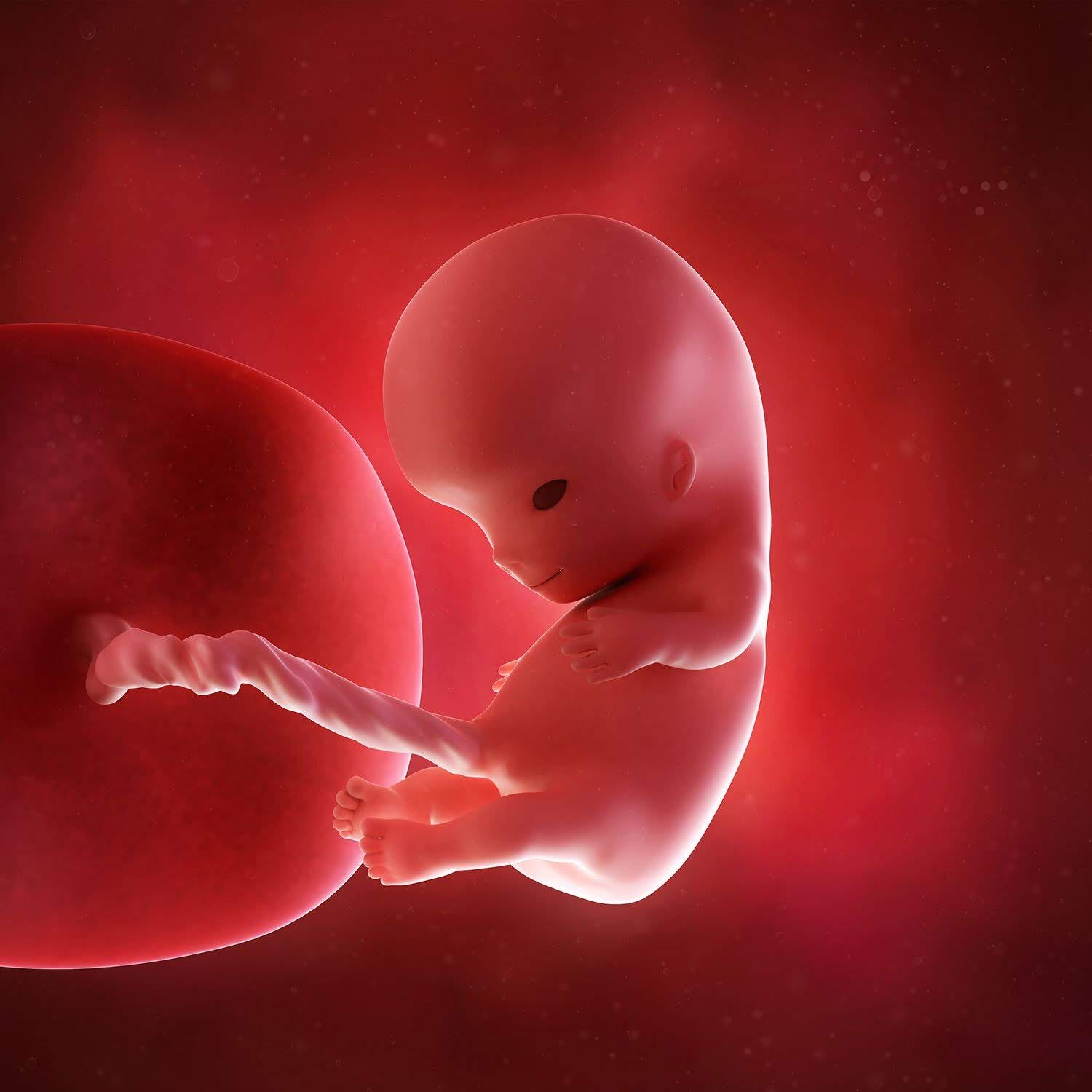 All about normal 10 week ultrasound. Zadi Silveira Medium