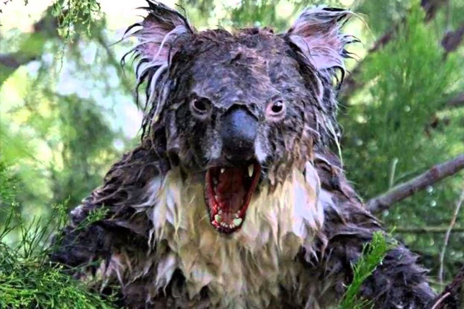 Beware Drop Bears in the Shape of Actresses from Down Under