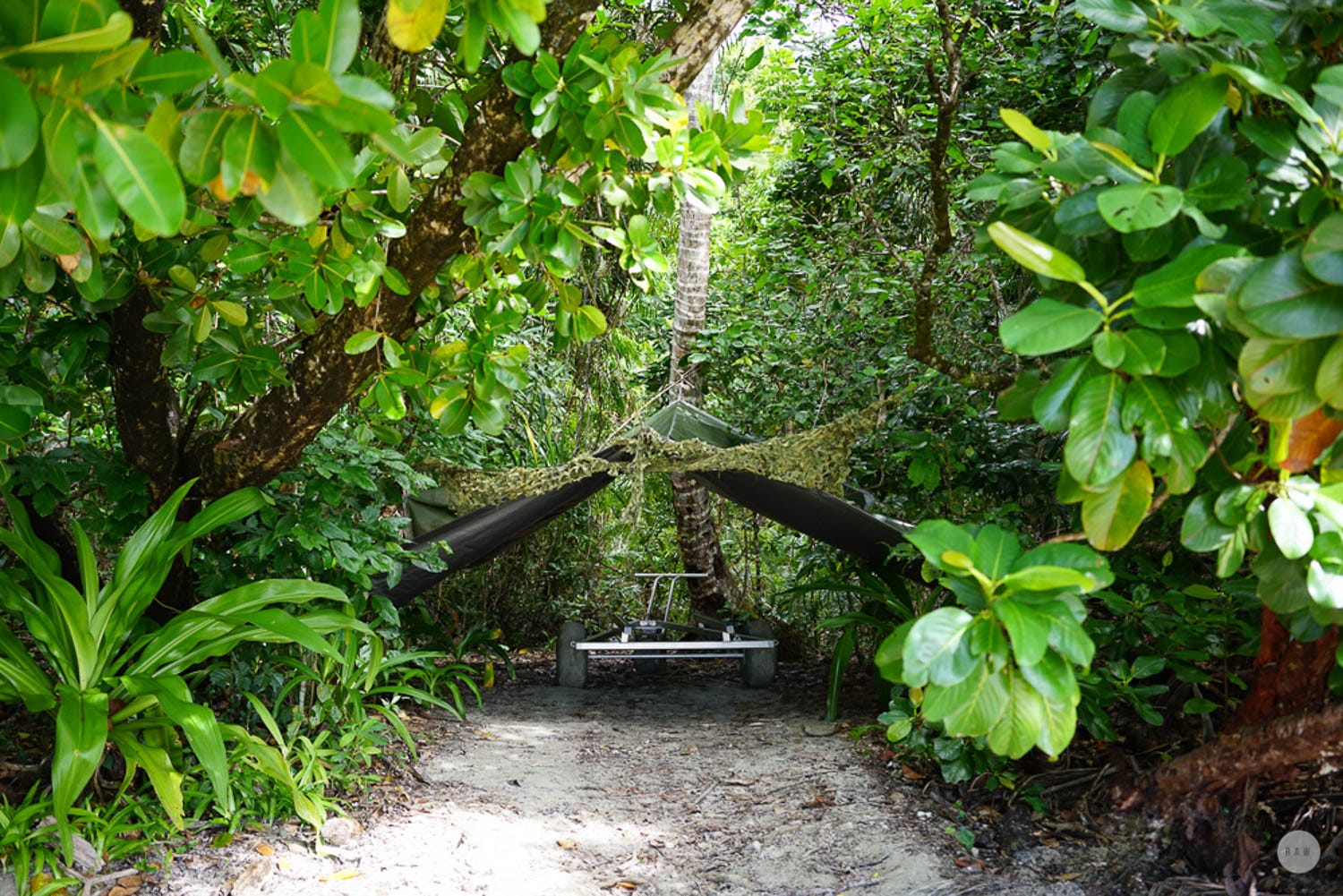 Finding Myself Again in the Daintree by Dianne Chua Medium