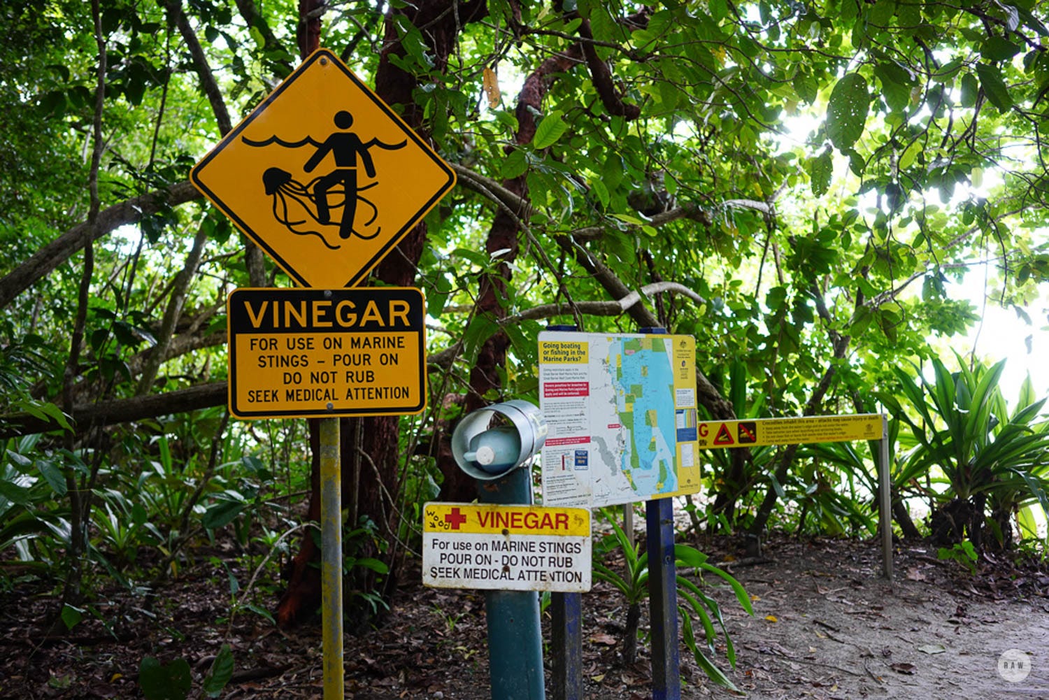 Finding Myself Again in the Daintree by Dianne Chua Medium