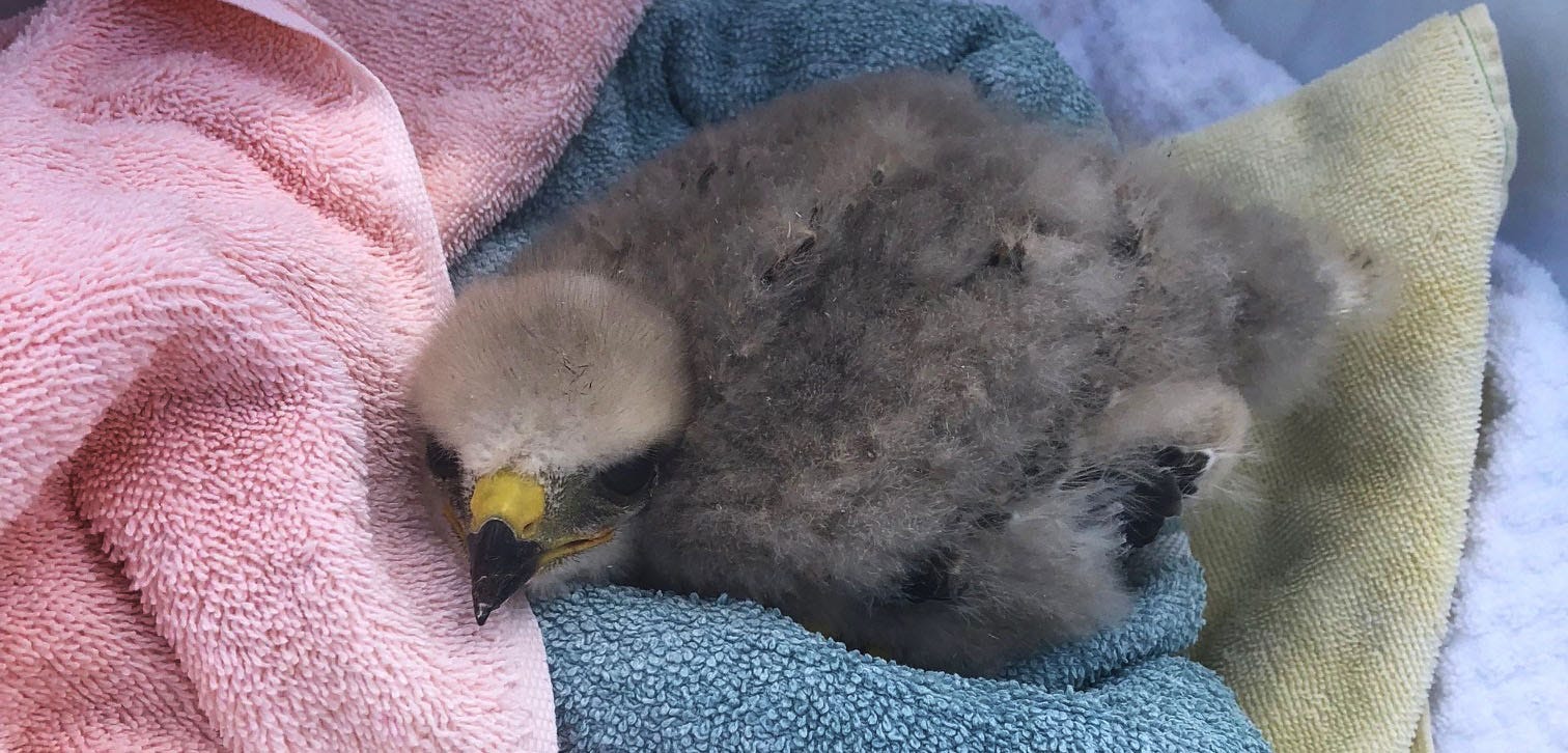 LCEC helps with baby hawk renesting by Conservancy of SWFL A week