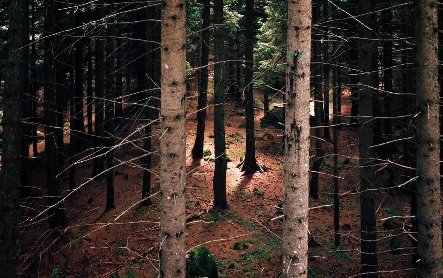 The intelligence of trees. Forests are made of trees and trees… by